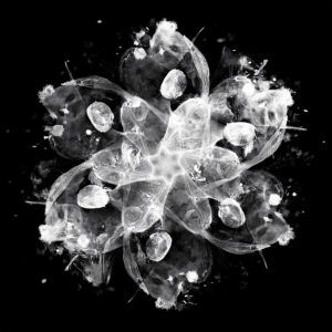 Free Download PSP Mask 1000 x 1000